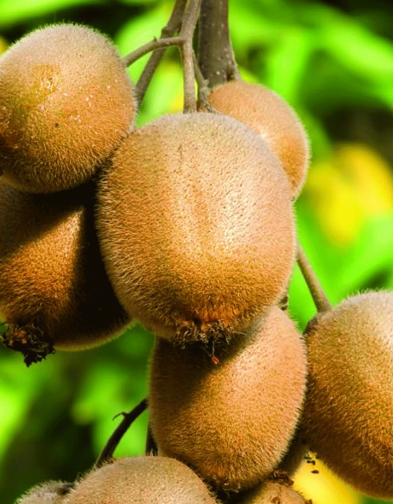 actinidia-pavoni